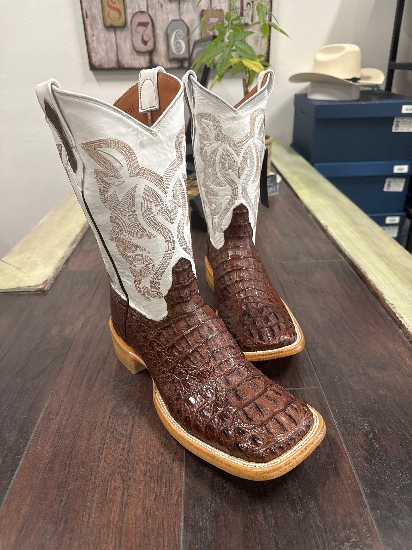 Caiman hornback- cigar