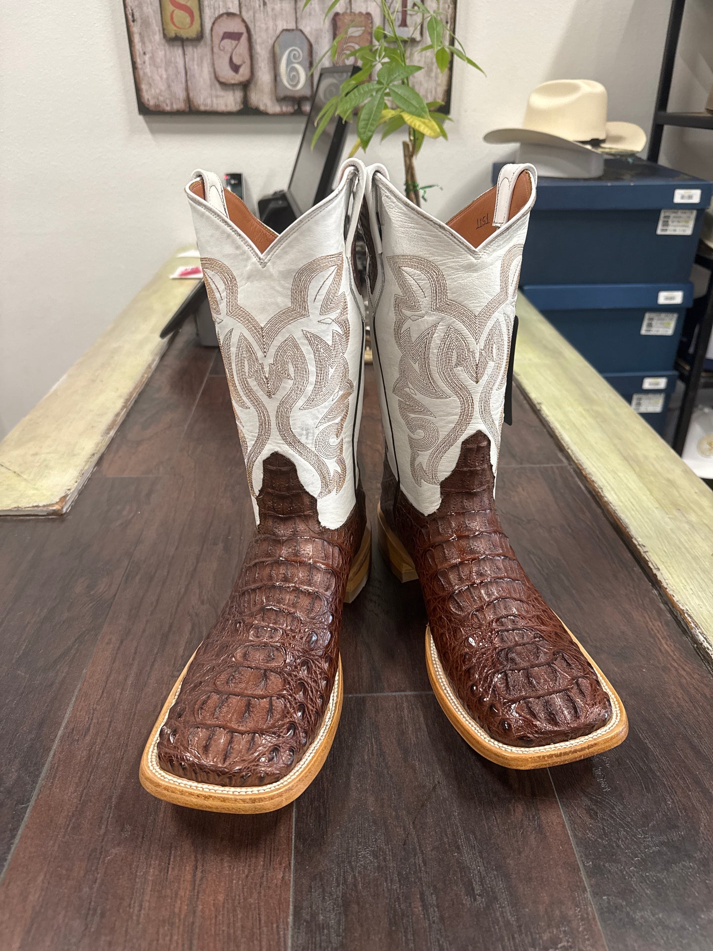 Caiman hornback- cigar