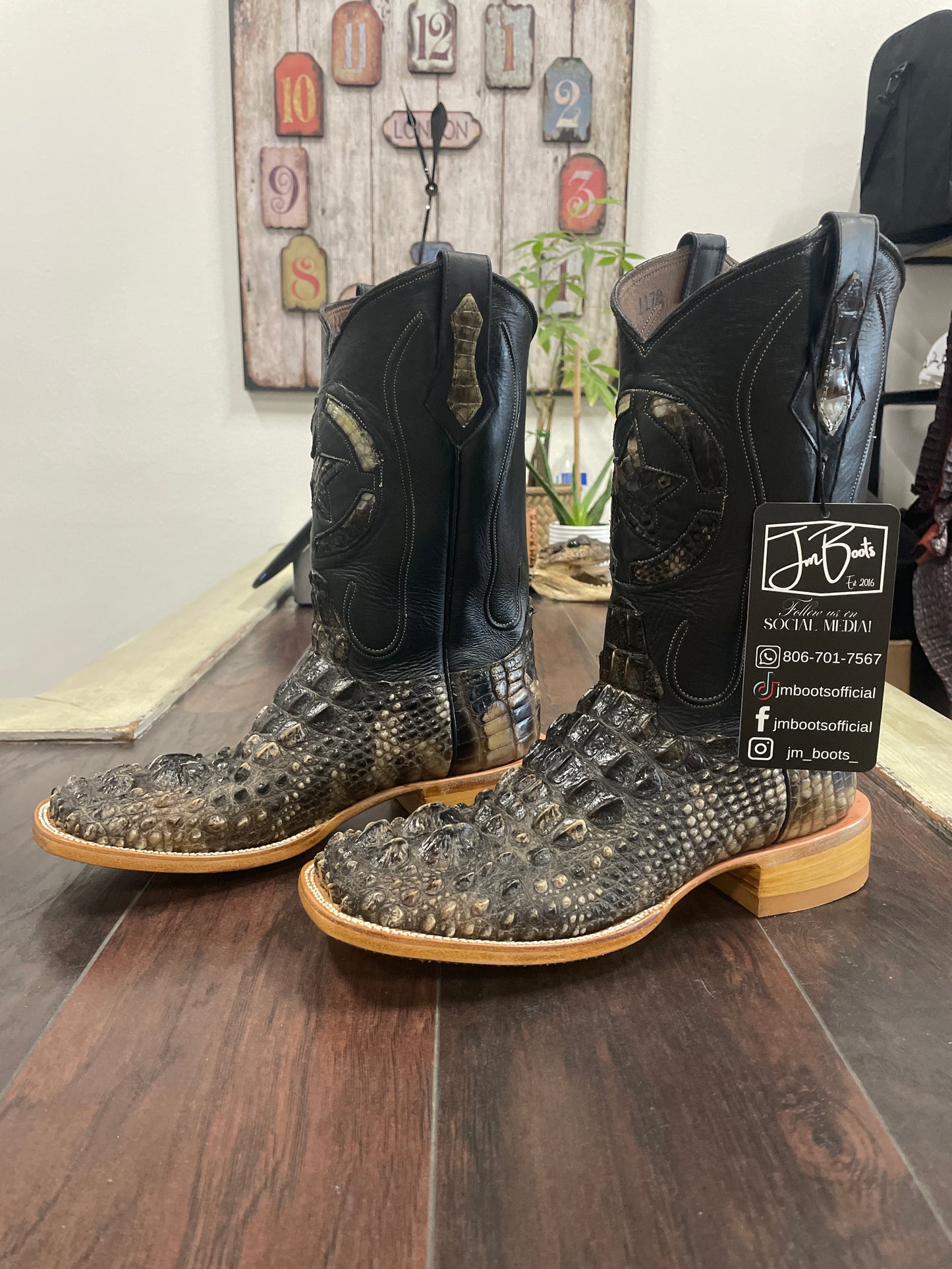 American Alligator Horn Back- Nuca