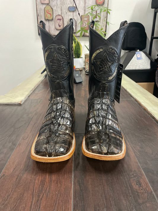 American Alligator Tail