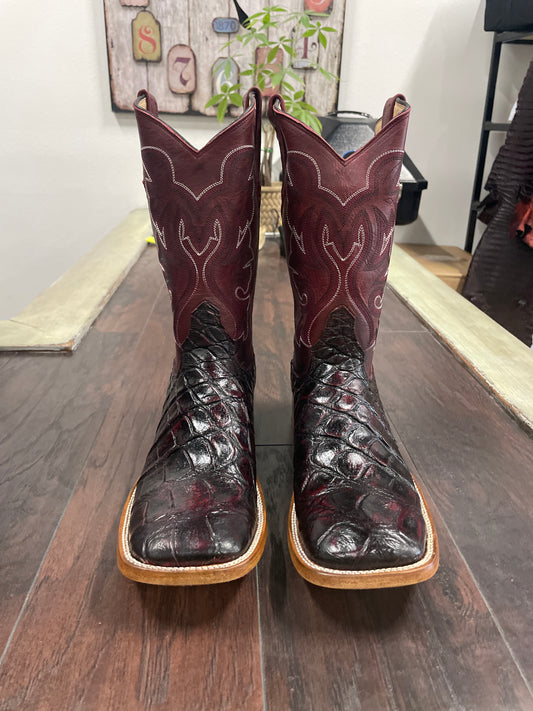 American Alligator~ Black Cherry