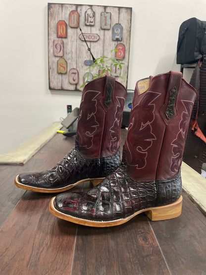 American Alligator~ Black Cherry