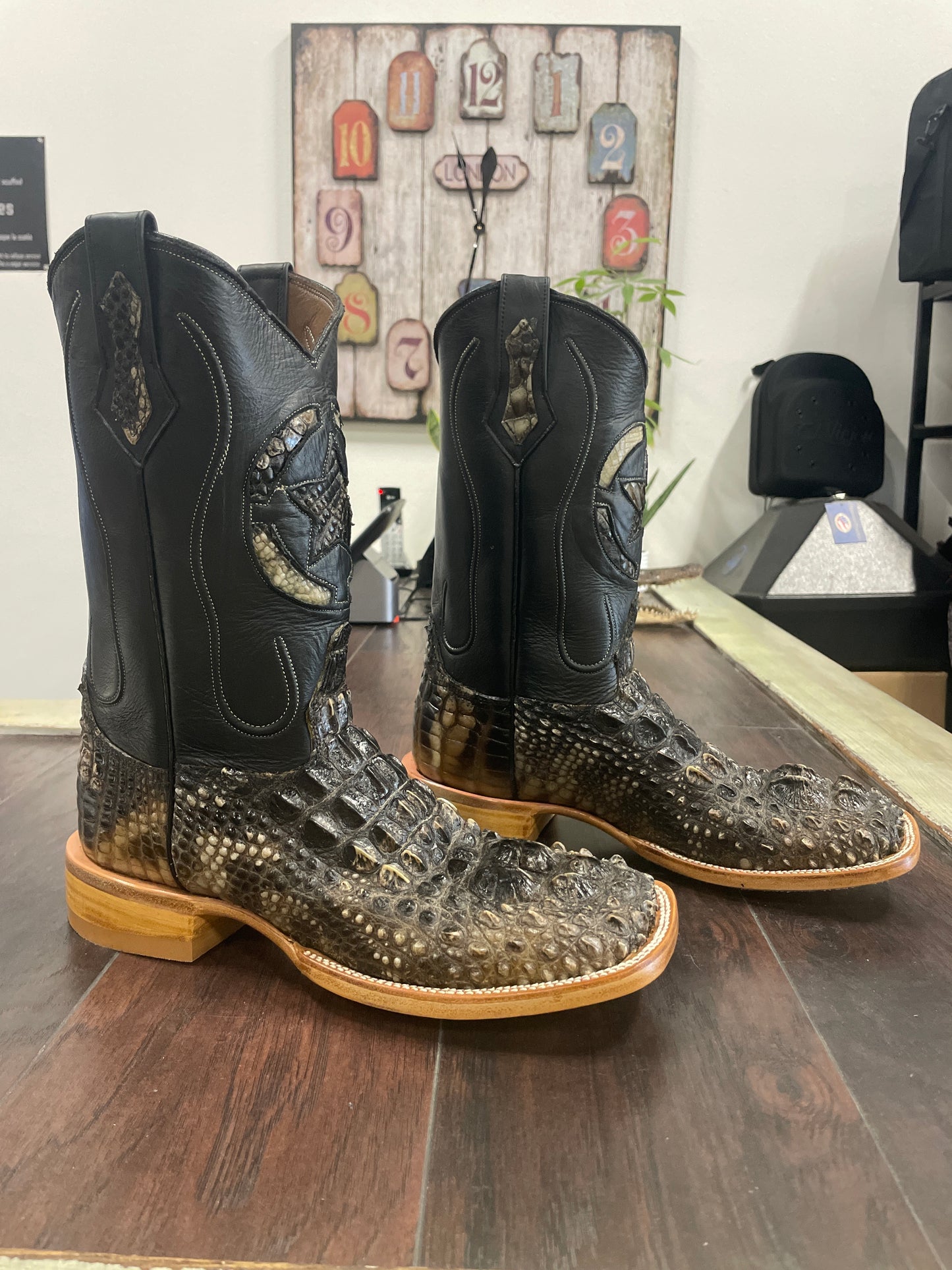 American Alligator Horn Back- Nuca