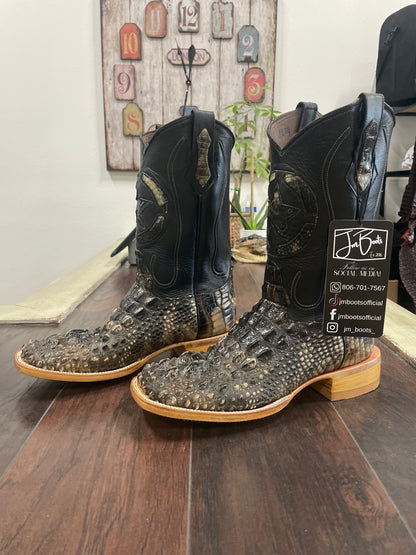 American Alligator Horn Back- Nuca
