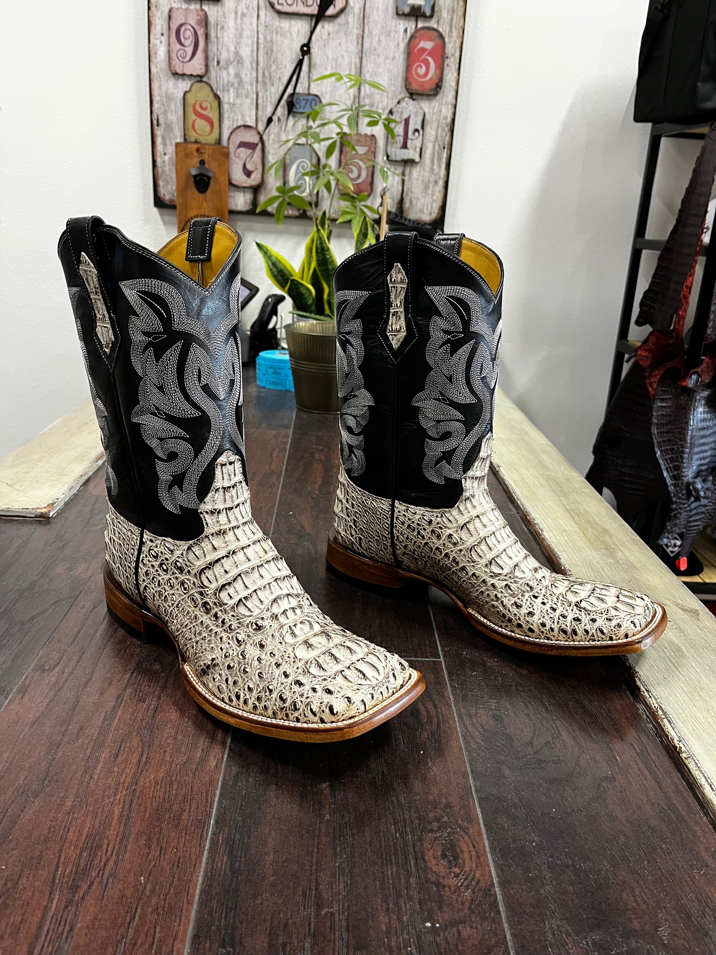 Caimán Hornback— Oreo