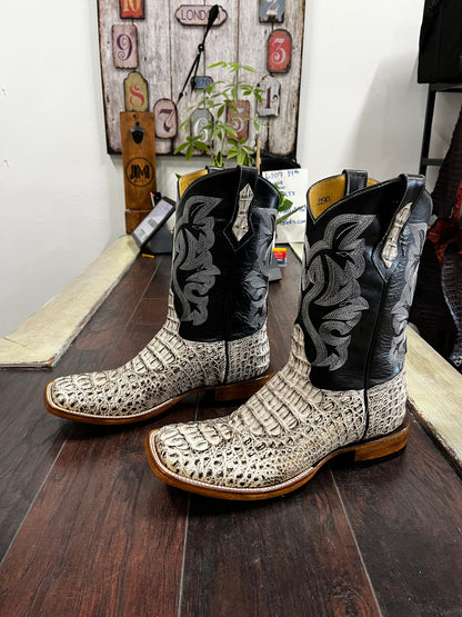 Caimán Hornback— Oreo