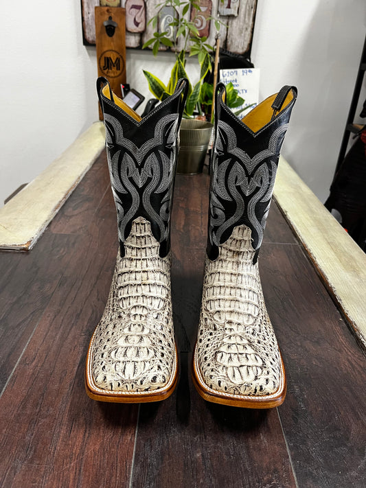 Caimán Hornback— Oreo