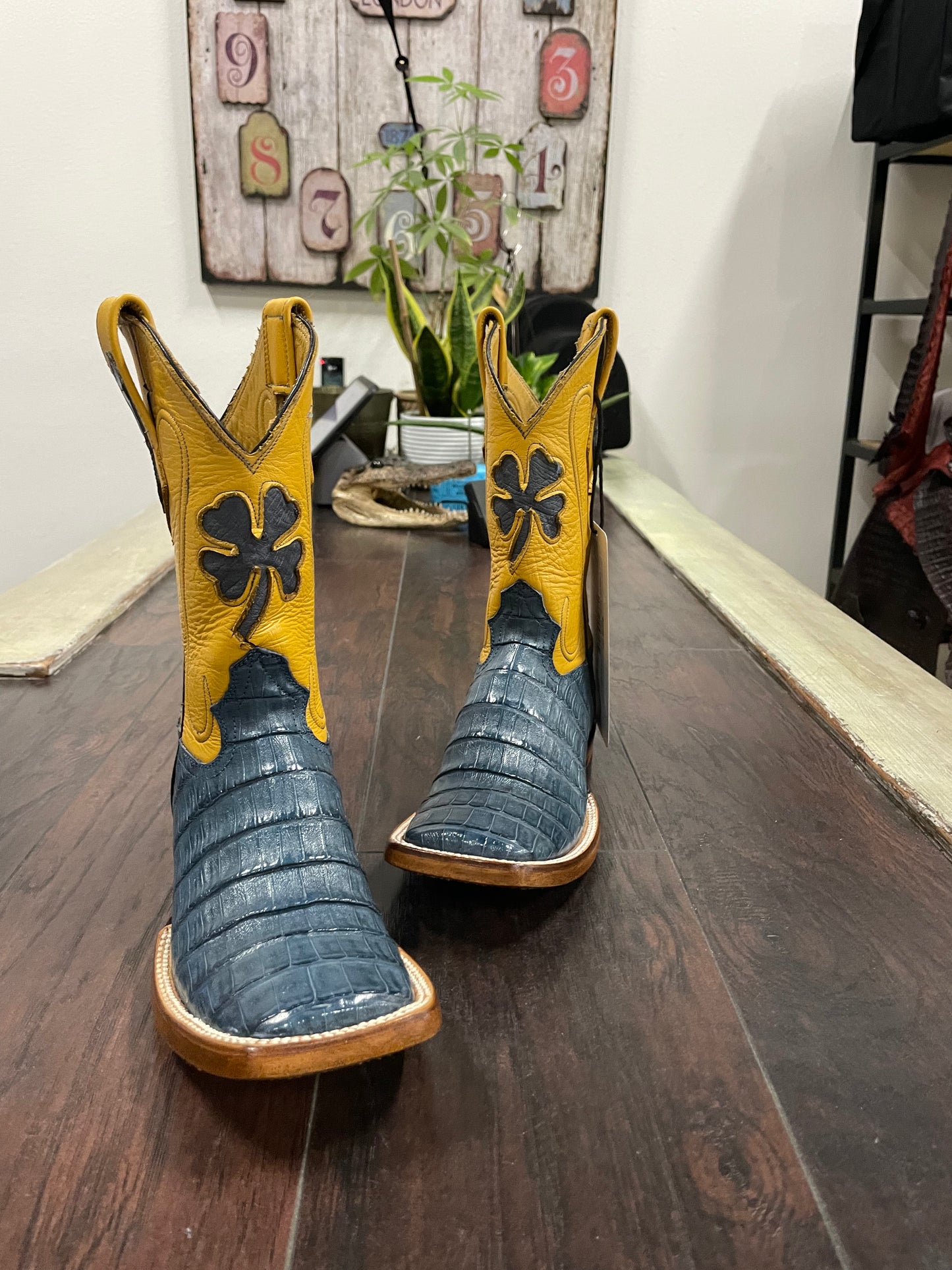 Caiman belly- Blue Jean